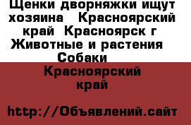 Щенки дворняжки ищут хозяина - Красноярский край, Красноярск г. Животные и растения » Собаки   . Красноярский край